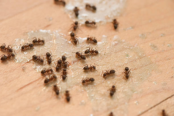 Best Mosquito Control Services  in Waukee, IA